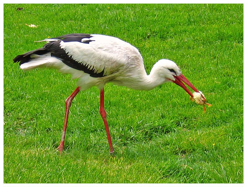 Mahlzeit