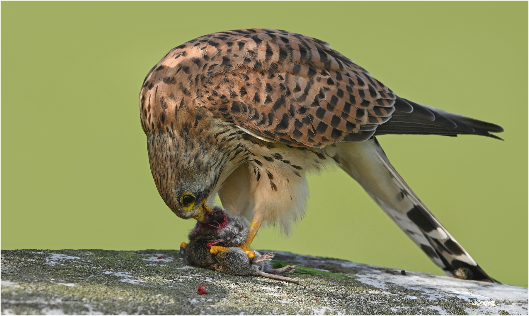 Mahlzeit