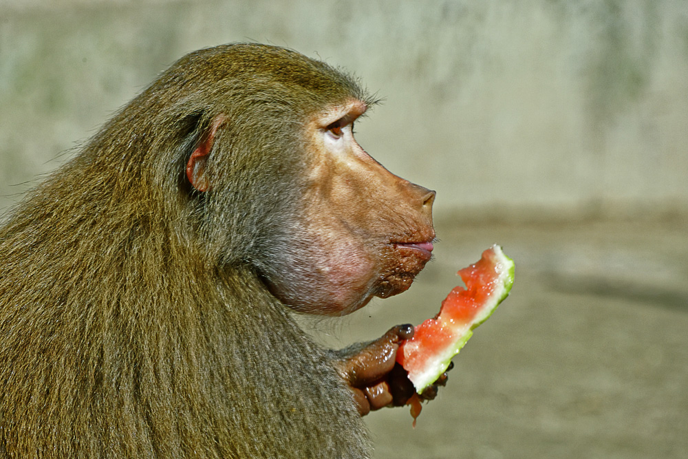 Mahlzeit