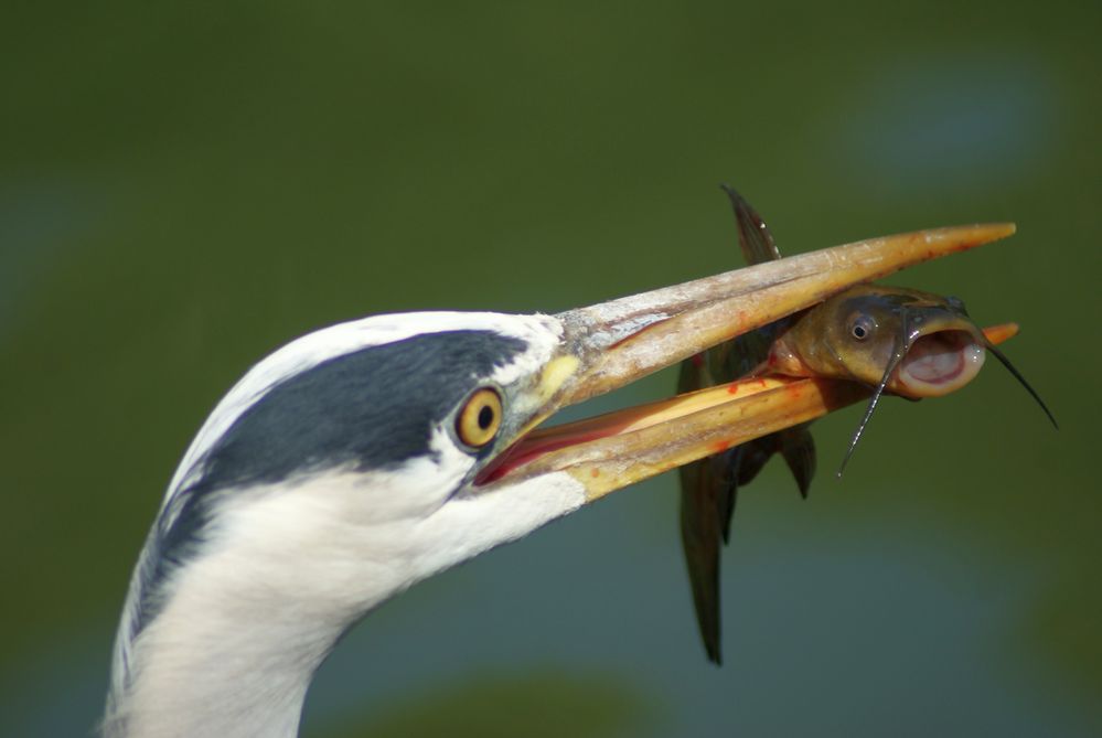 Mahlzeit