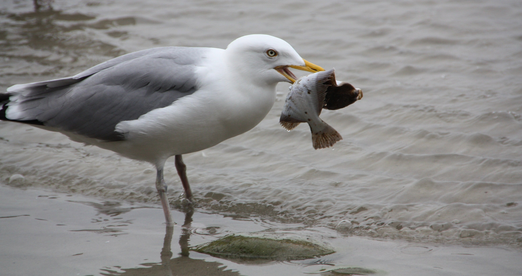 ~ Mahlzeit ~