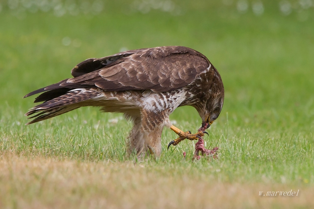 Mahlzeit