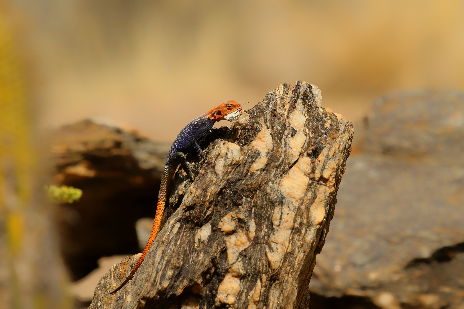 "Mahlzeit" - Agame in Namibia