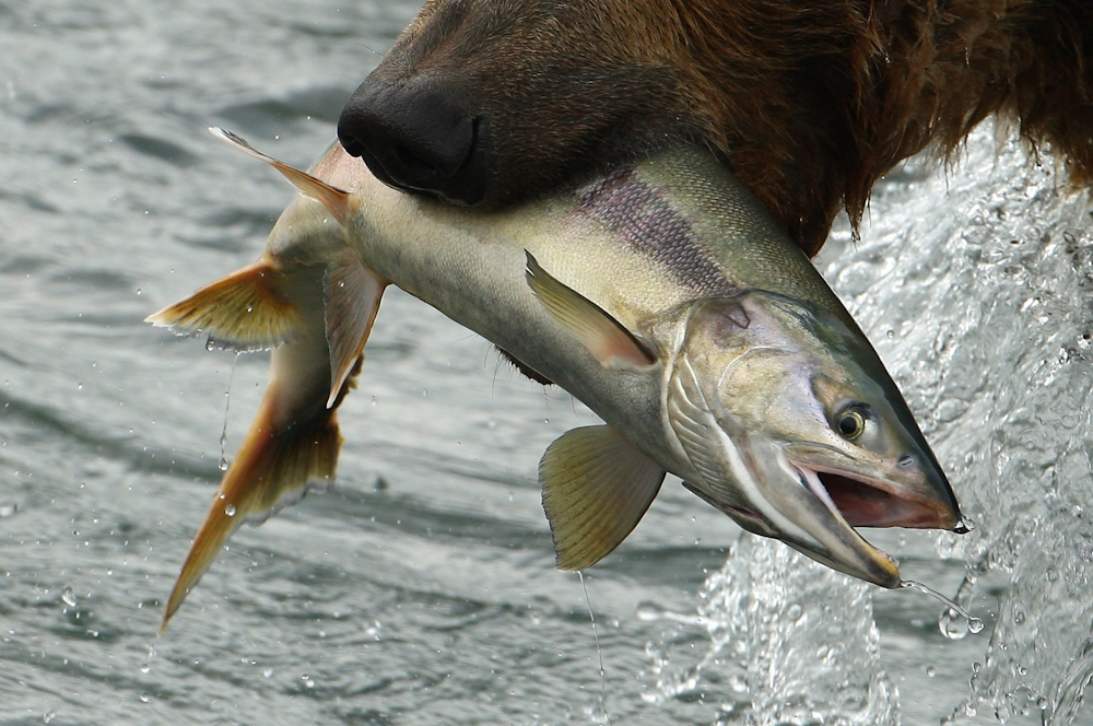 Mahlzeit am McNeil River