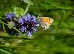 Mahlzeit auf einer Günselblüte