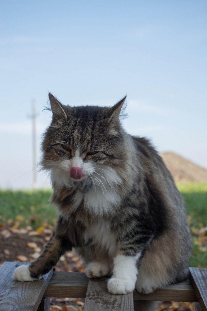 Mahlzeit