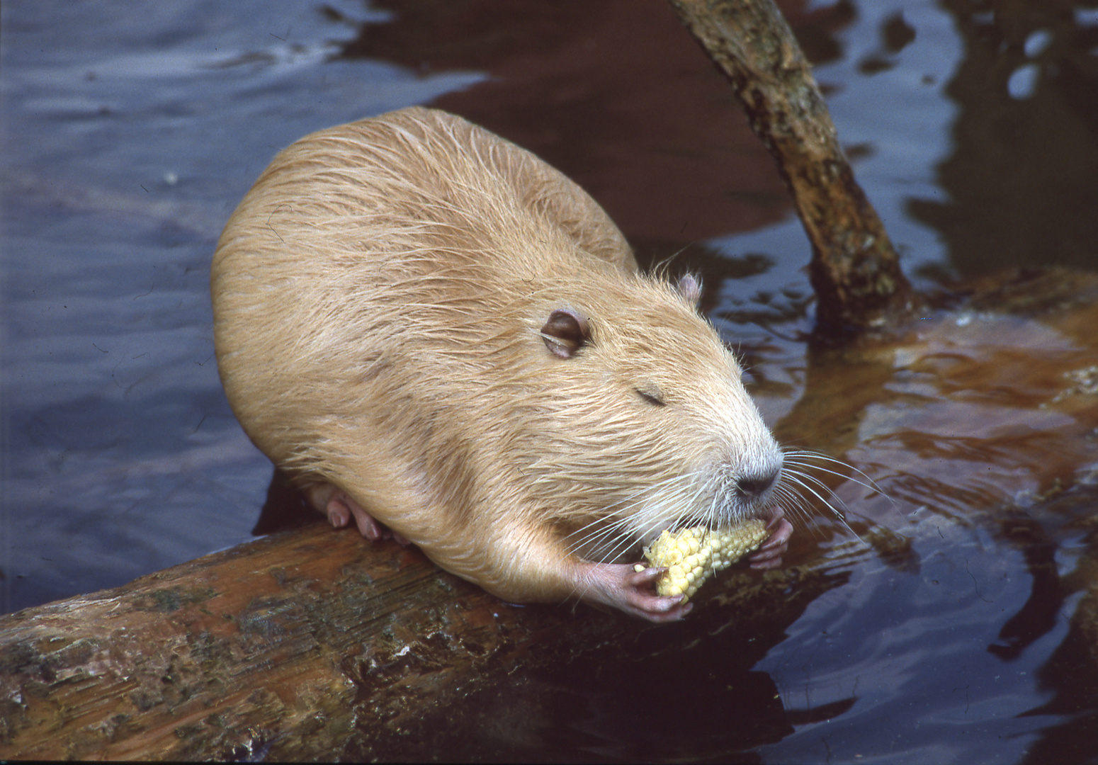 Mahlzeit