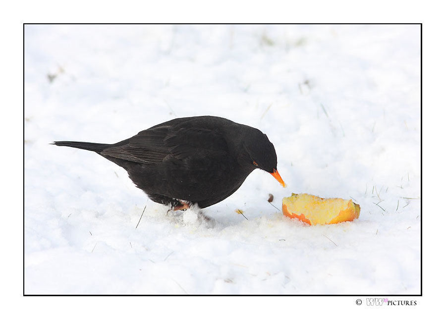 Mahlzeit!