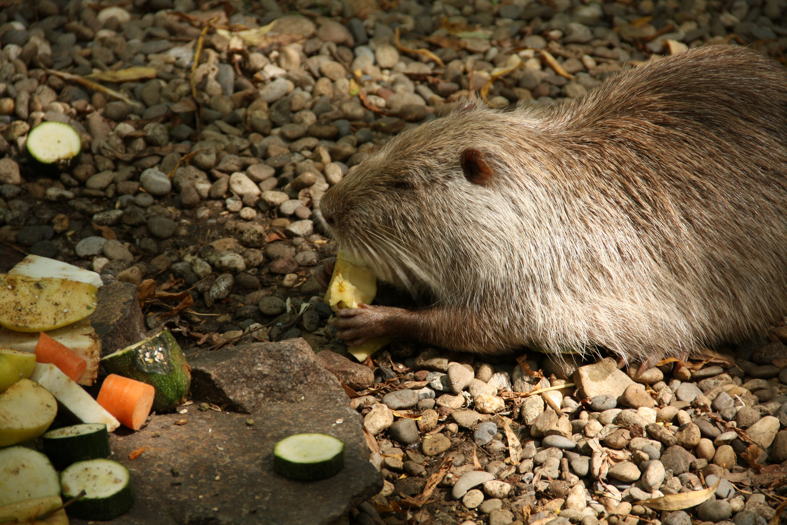 Mahlzeit bei der Bisamratte