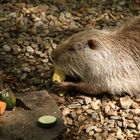 Mahlzeit bei der Bisamratte