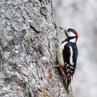 Mahlzeit! Buntspecht mit Beute