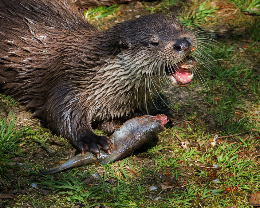 Mahlzeit