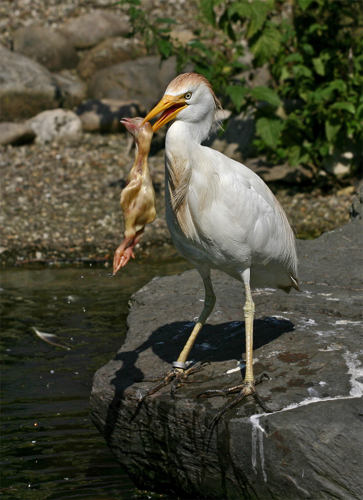 Mahlzeit