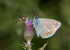 mahlzeit