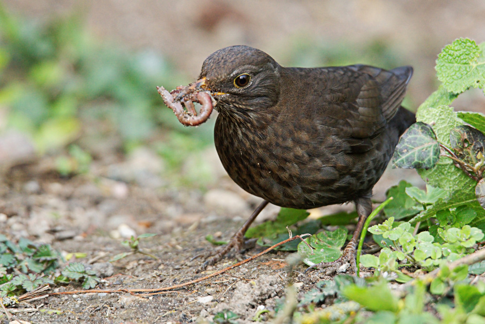 Mahlzeit!