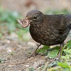 Mahlzeit!