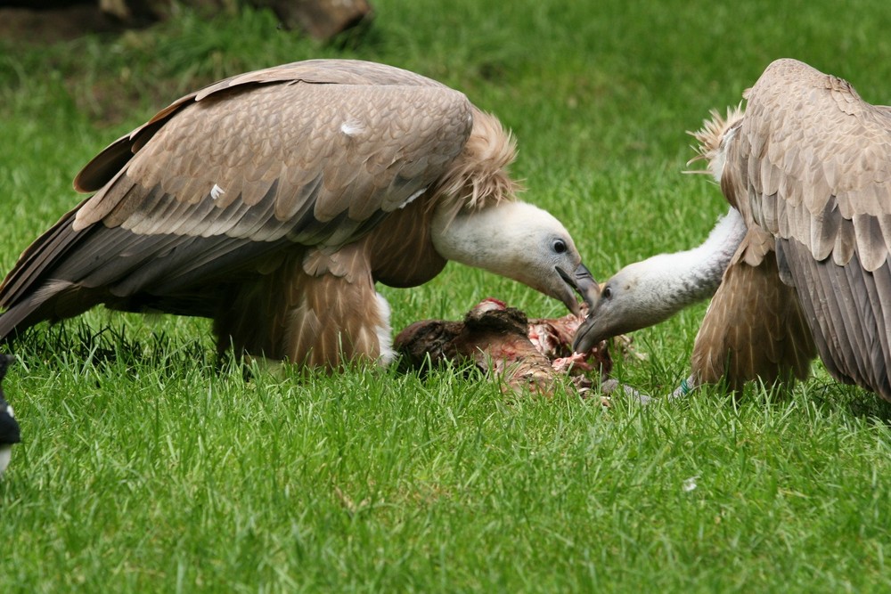 Mahlzeit