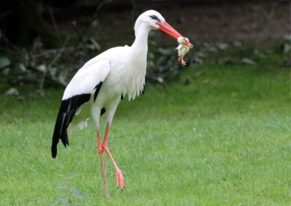 Mahlzeit