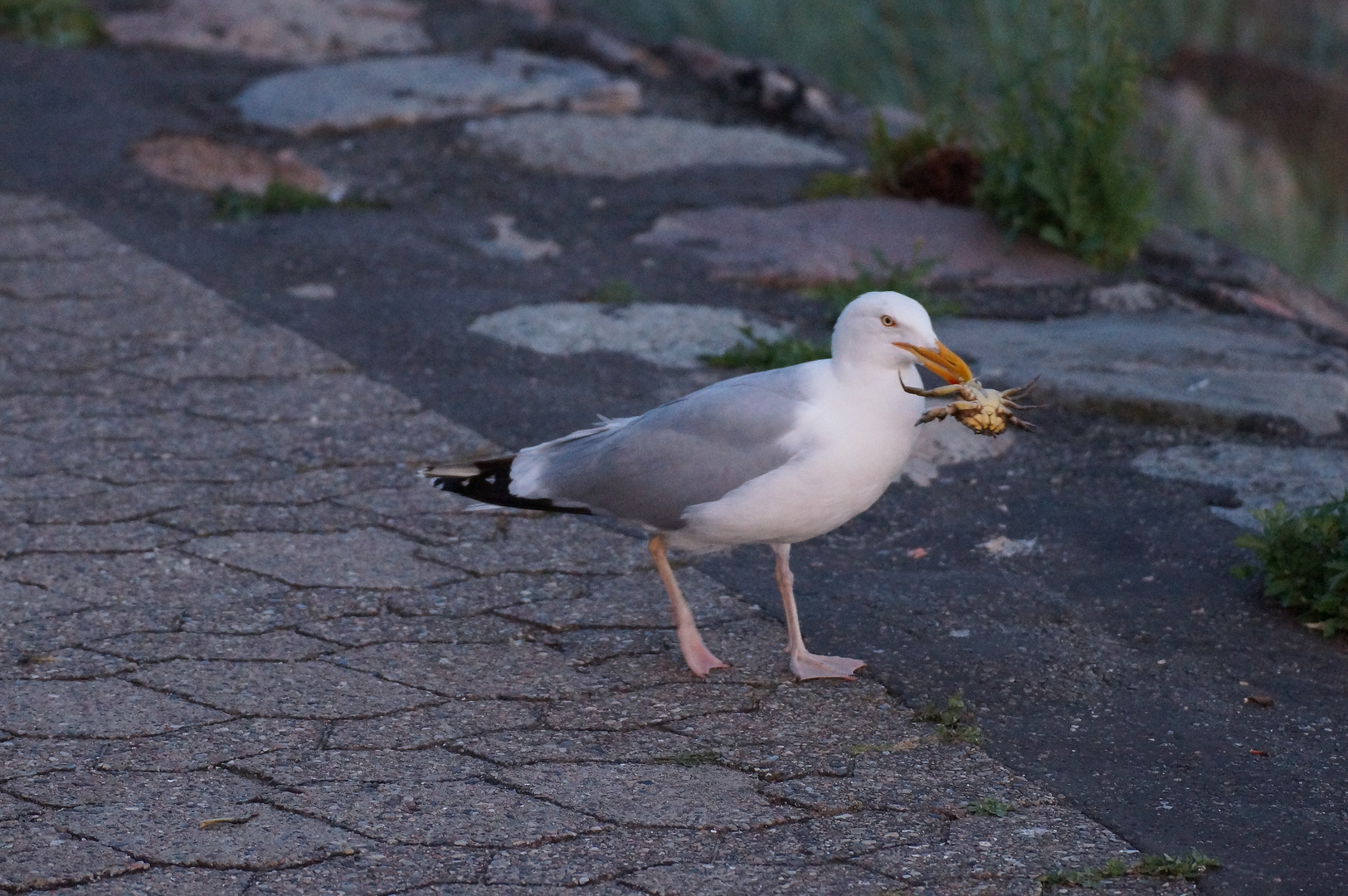 Mahlzeit ! Das Abendessen einer Möwe