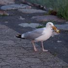 Mahlzeit ! Das Abendessen einer Möwe