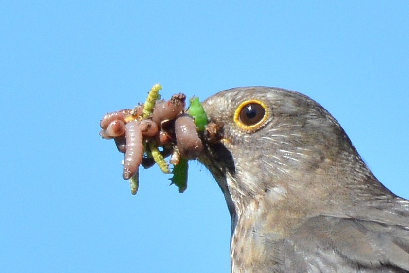 Mahlzeit!