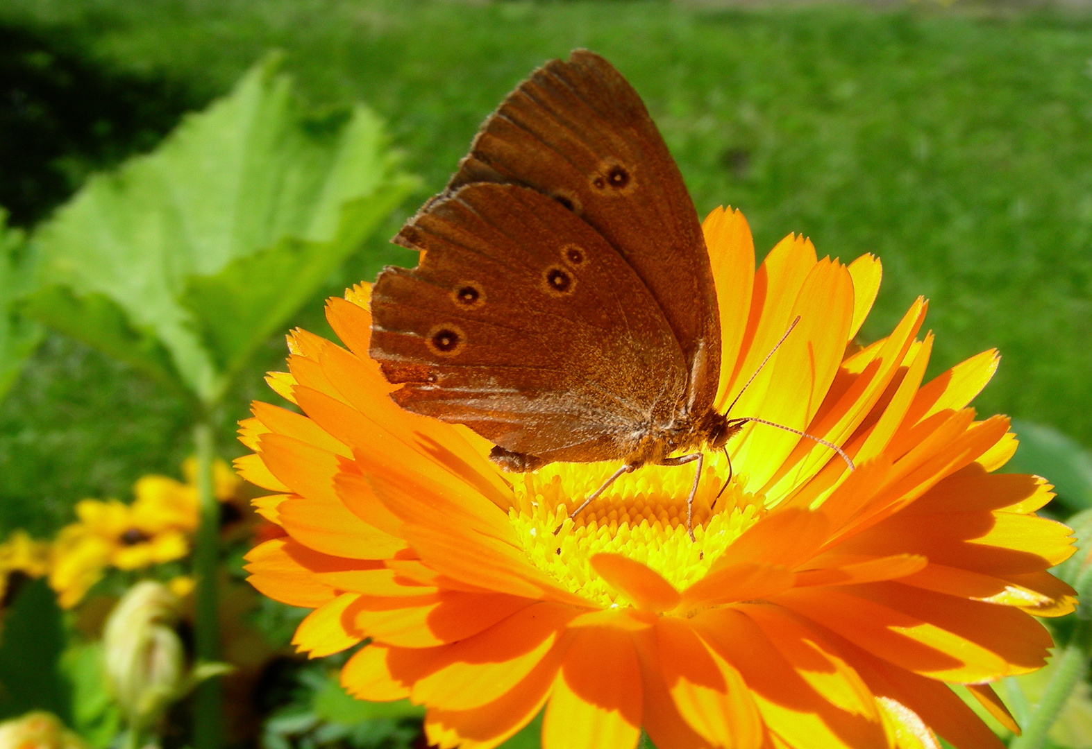  Mahlzeit DSCN6460