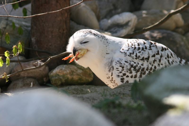 Mahlzeit