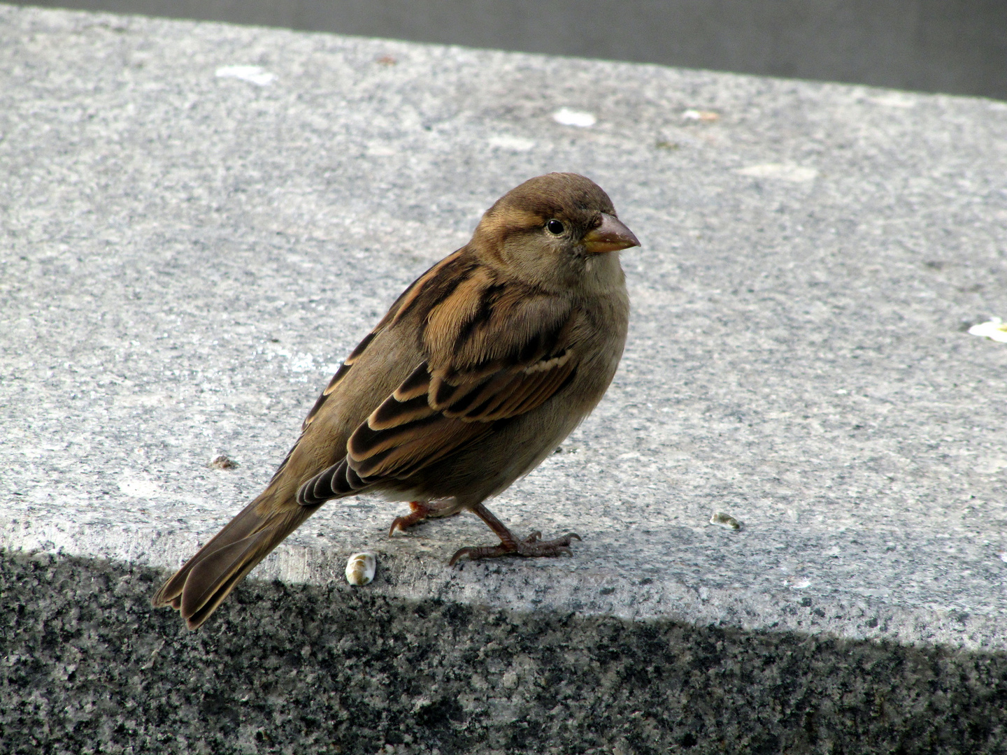 Mahlzeit