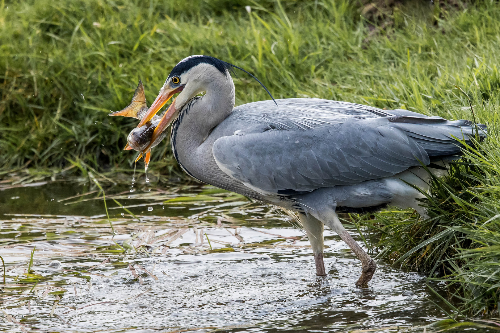 Mahlzeit