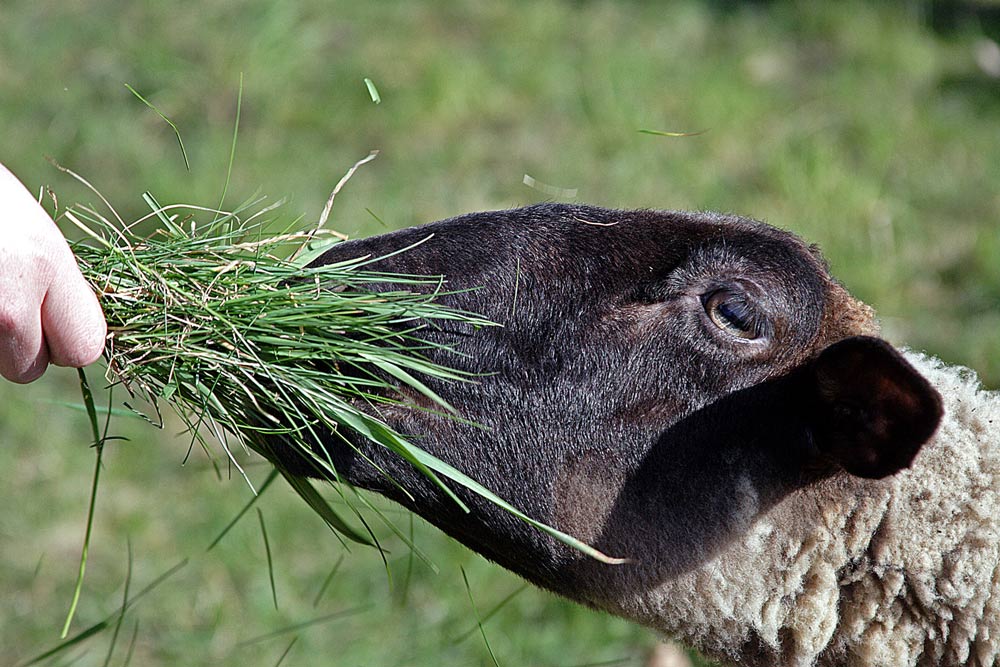 Mahlzeit