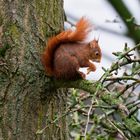 Mahlzeit Eichhörnchen!!