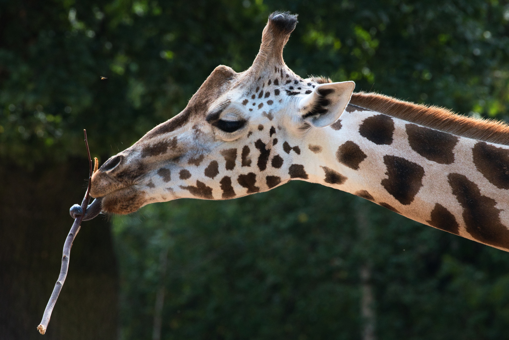 Mahlzeit (Erlebniszoo Hannover)