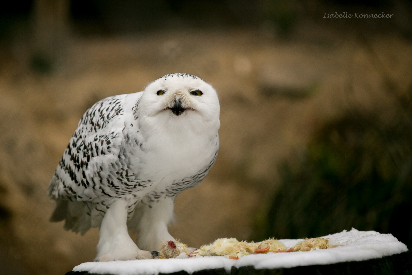 Mahlzeit, Eule!