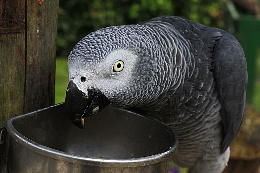 Mahlzeit