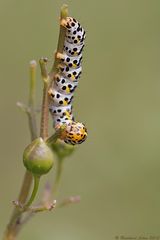 Mahlzeit