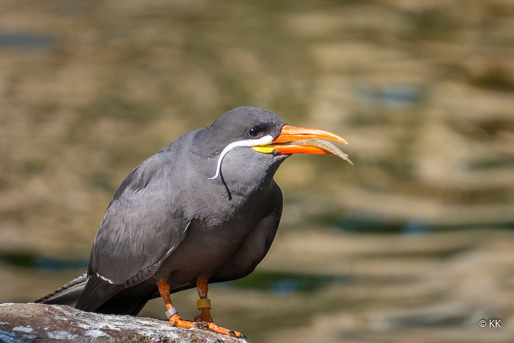 Mahlzeit