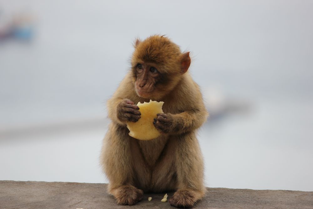 Mahlzeit von Dirk Gelpke