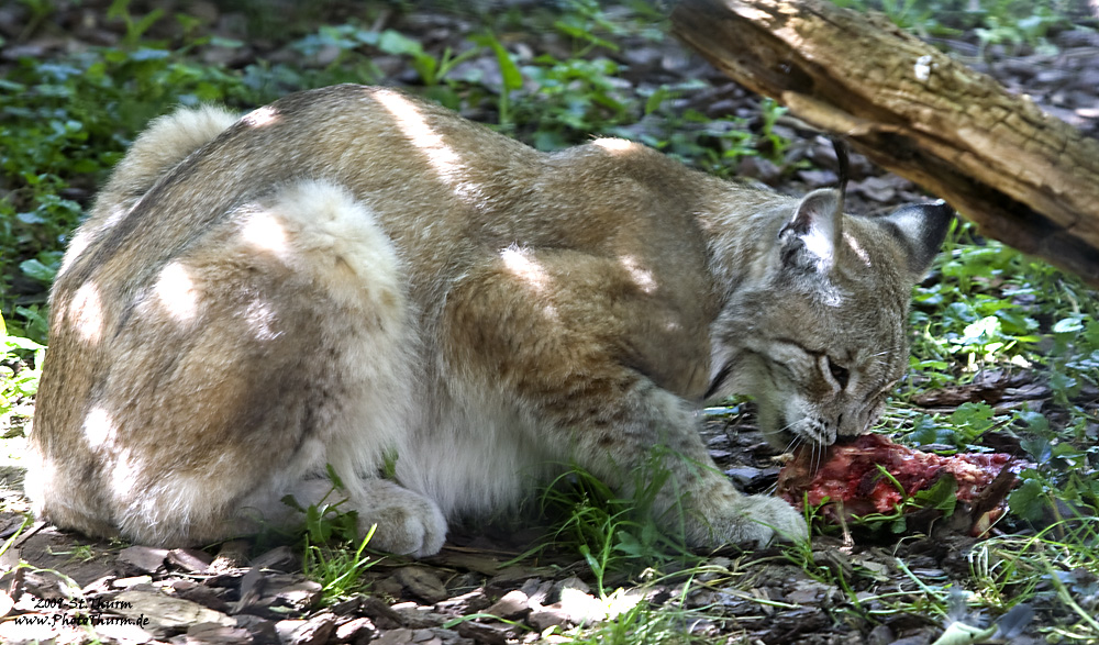 Mahlzeit