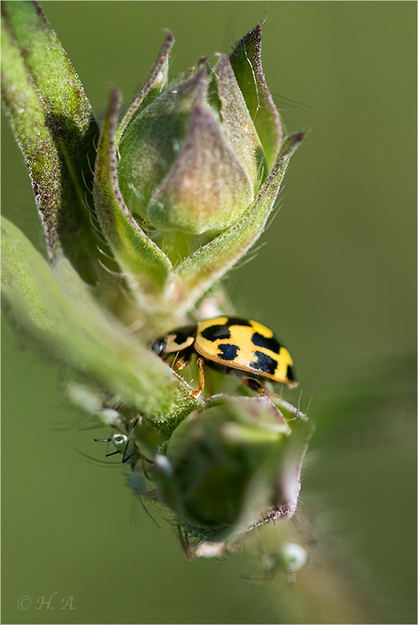 Mahlzeit