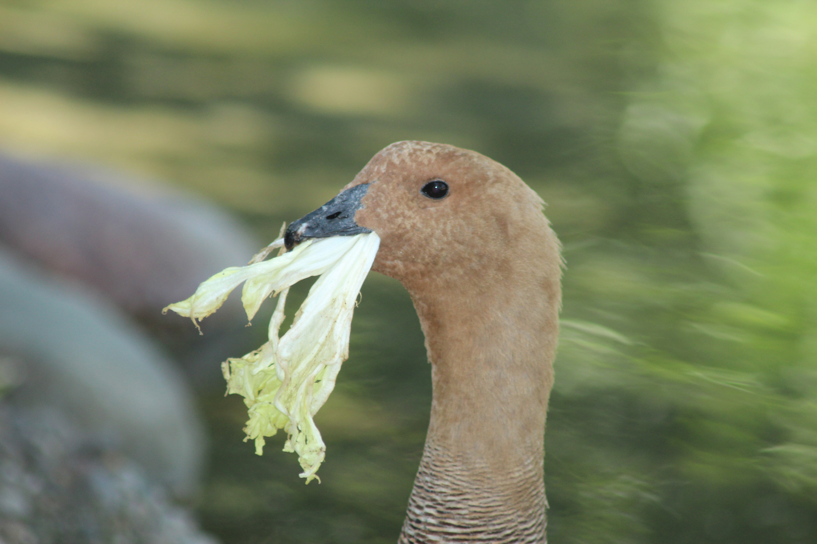 Mahlzeit