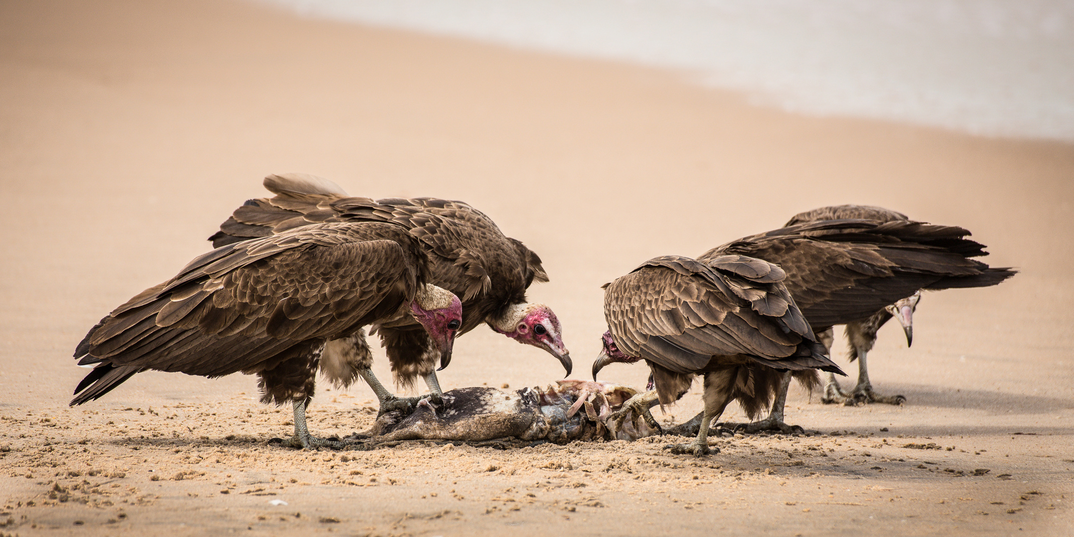 Mahlzeit - Geier beim Mahl - Gambia 2018