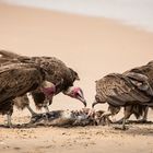 Mahlzeit - Geier beim Mahl - Gambia 2018