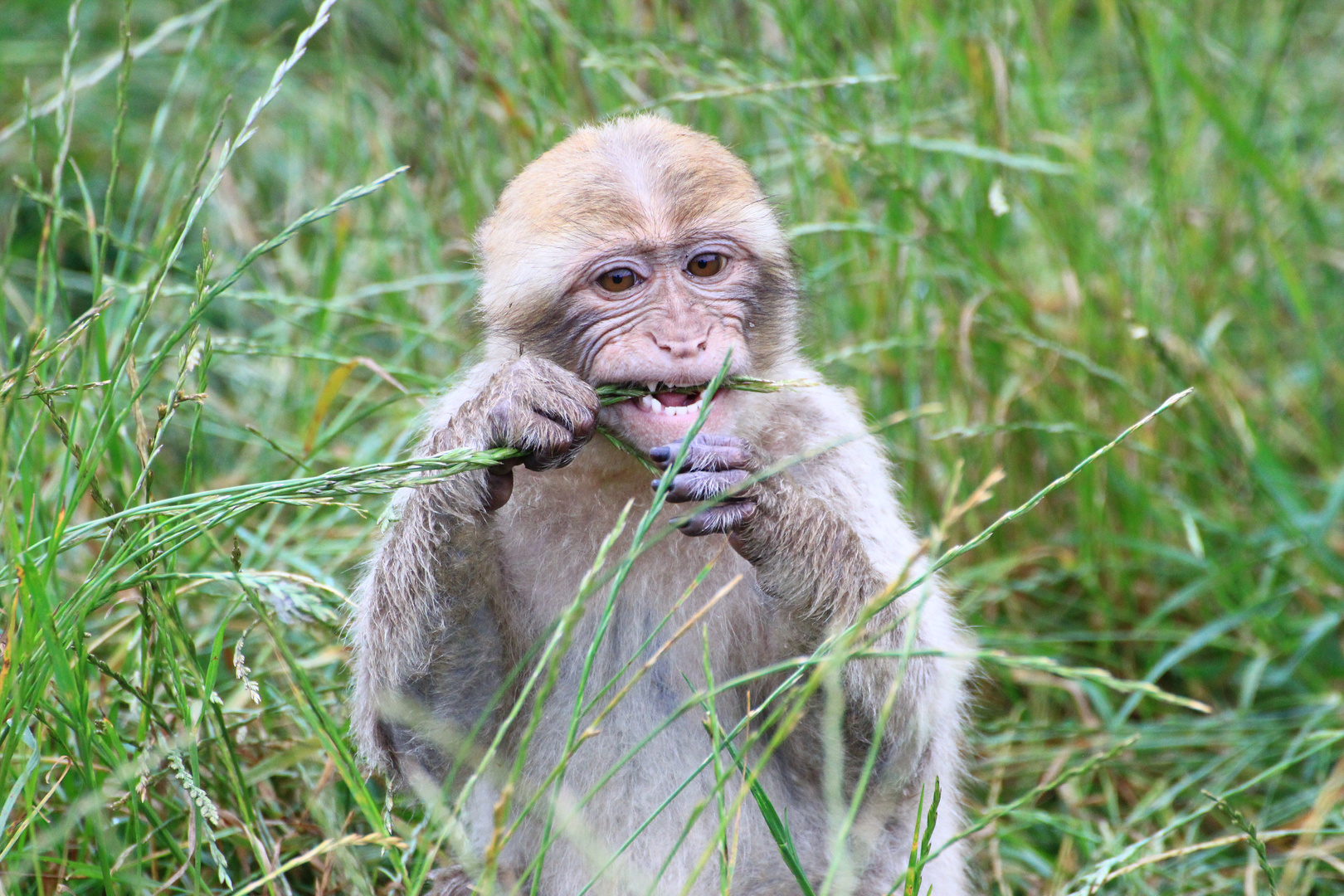 Mahlzeit. Givskud Zoo, DK