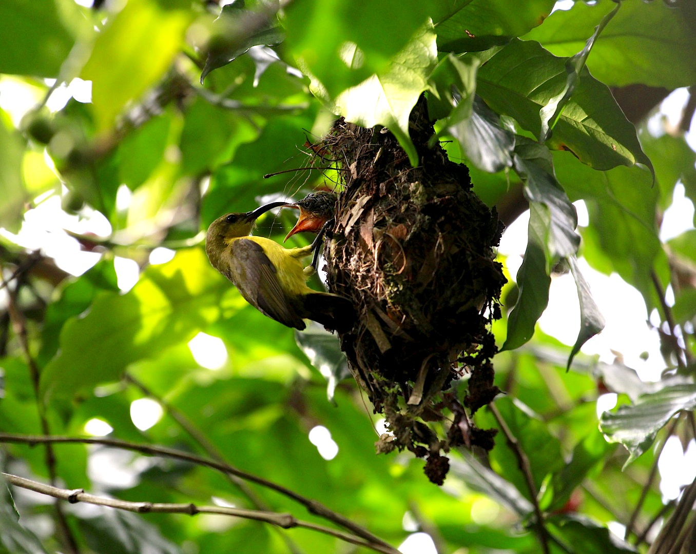 Mahlzeit - Grünrücken-Nektarvogel (nectarinia jugularis)