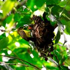 Mahlzeit - Grünrücken-Nektarvogel (nectarinia jugularis)