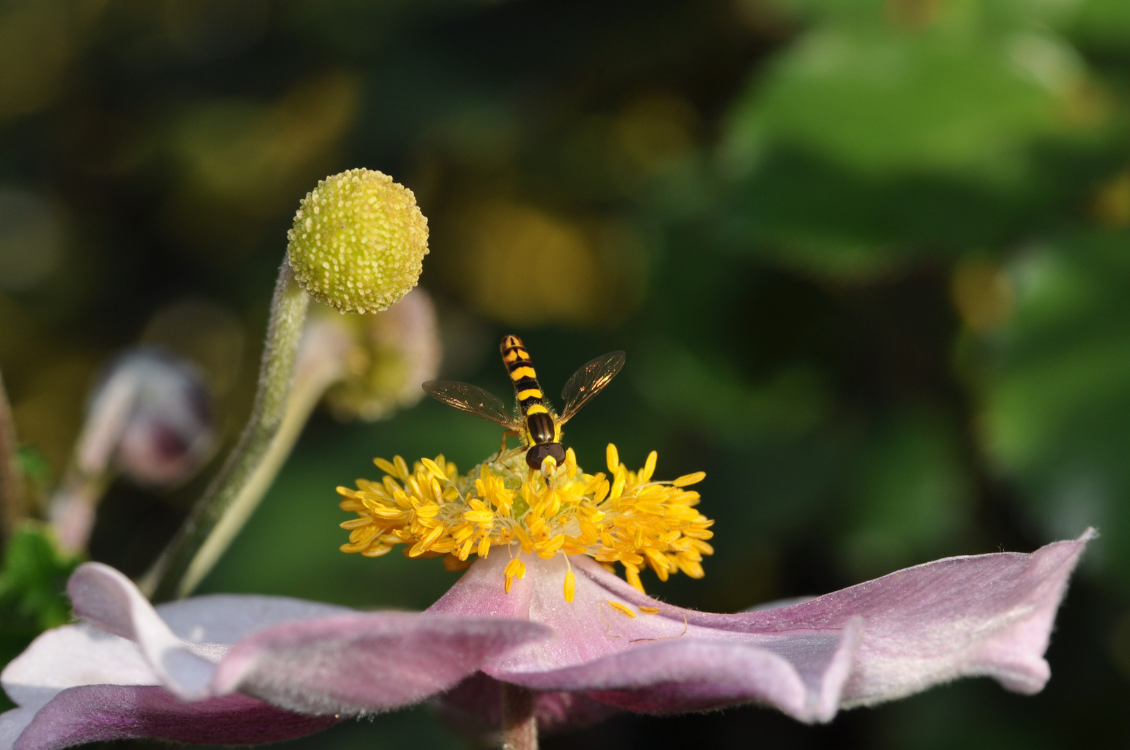 Mahlzeit!  Hainschwebefliege auf Herbstanemone 