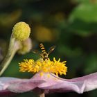 Mahlzeit!  Hainschwebefliege auf Herbstanemone 