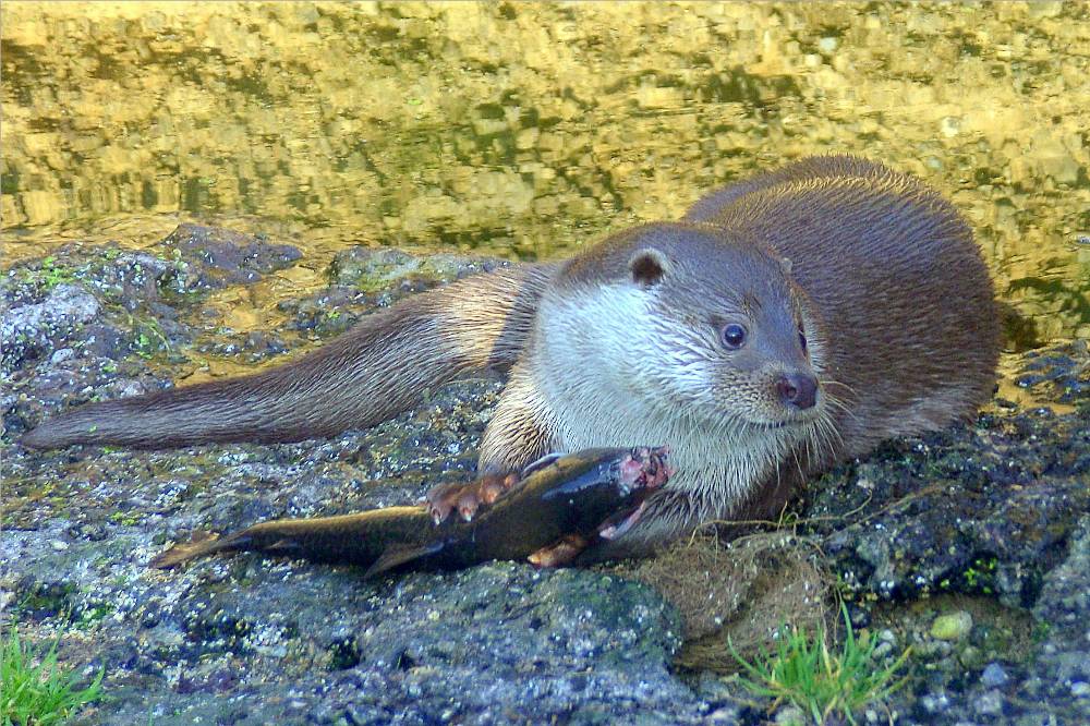 Mahlzeit, Herr Fischotter !