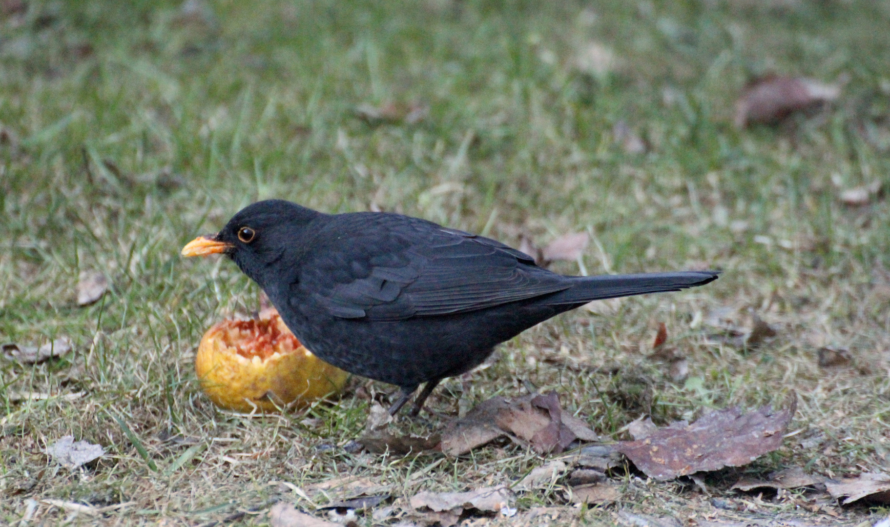 Mahlzeit Herr Kölliker_01.01.2020