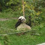 Mahlzeit Herr Pandabär